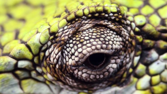 Berthold's Bush Anole (Polychrus gutturosus spurrelli)