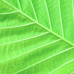 leaf macro pattern of green
