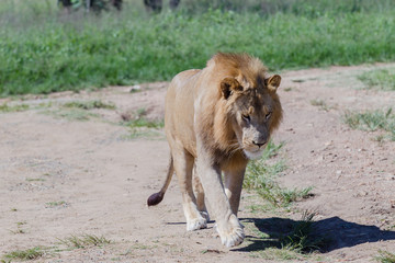 Lion Wildlife