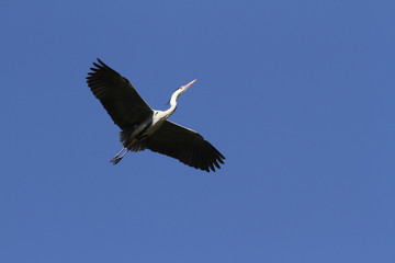 青空を優雅に飛ぶアオサギ