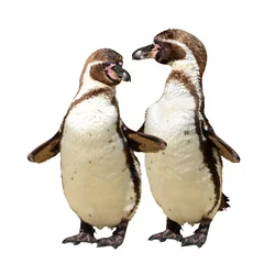 Foto op Plexiglas Pinguïns geïsoleerd op een witte achtergrond © vencav