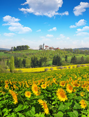 Spring landscape with sunflower field and blue sky