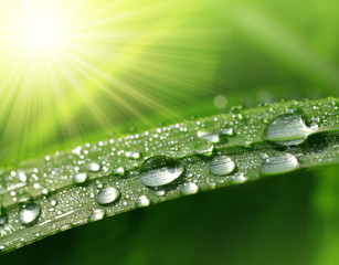 Fresh green grass with dew drops closeup. Nature Background