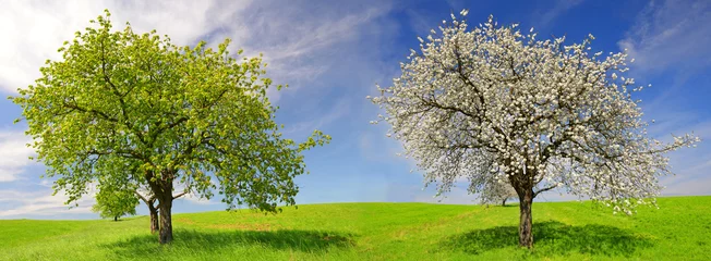  Deciduous and flowering tree in spring landscape © vencav