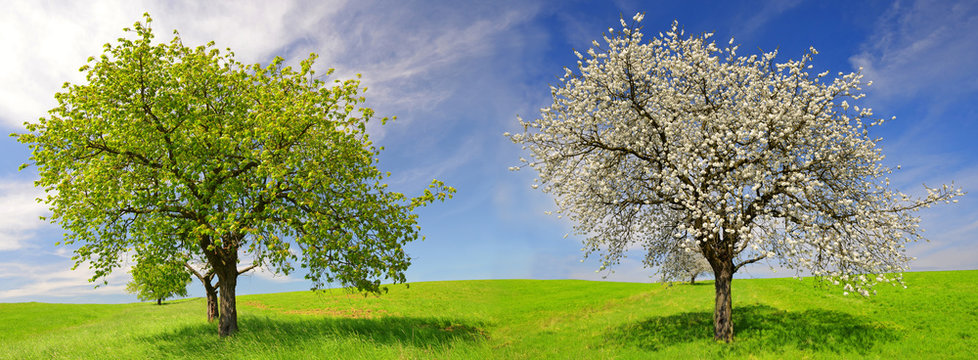 Deciduous and flowering tree in spring landscape