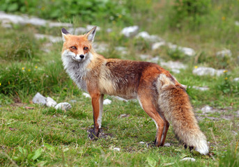 Fox in nature