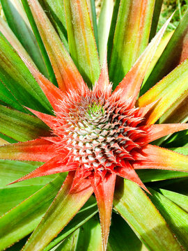 A baby pineapple in the farm