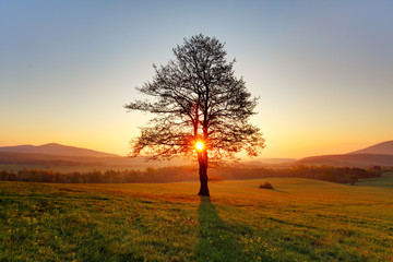 Fototapeta na wymiar Spring landscape with tree and sun