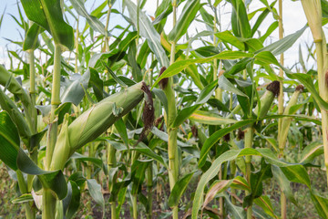 corn © Maks Peoplenko