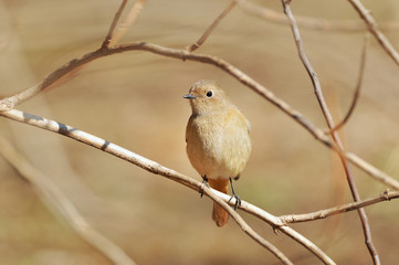 メスのジョウビタキ