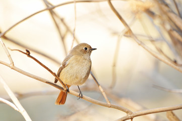 メスのジョウビタキ