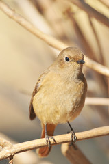 メスのジョウビタキ