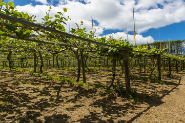 Obraz premium Kiwi plantation