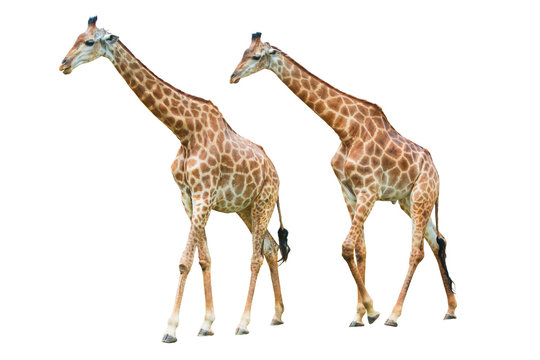 Two Giraffe isolated on white background