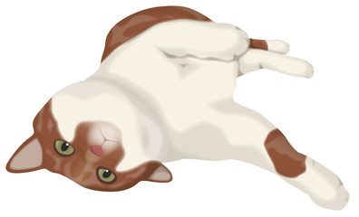 転がる茶白　猫