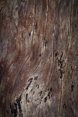 Tree bark texture