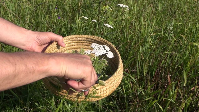 harvesting pick wild medical flower Achilea common yarrow