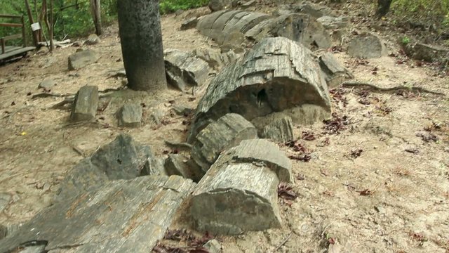 Puyango Petrified Forest in southern Ecuador.