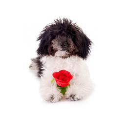Kleiner Hund mit Blume