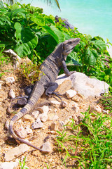 Iguana