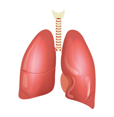 Vector lungs illustration