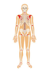 Skeleton. Vector flat illustration