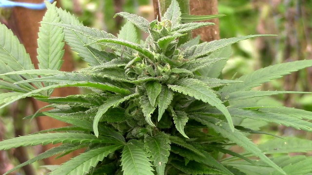 marijuana plants before harvest