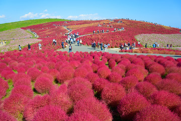 Kochia in Hitachi Seaside Park, in Hitachinaka, Ibaraki, Japan