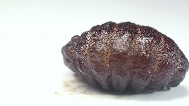 Larva of a rodent bot fly (Cuterebra sp.).