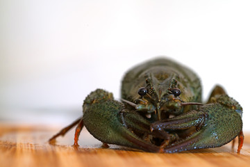 Crayfish