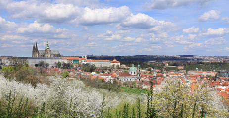 Spring Prague gothic Castle with flowering Trees, Czech Republic