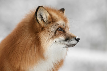 Obraz premium Red Fox