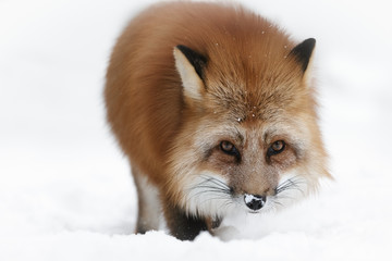 Fototapeta premium Red Fox