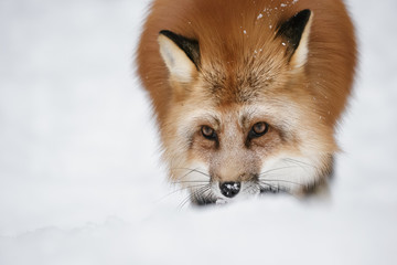 Red Fox