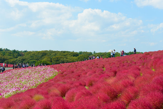 Kochia in Hitachi Seaside Park, in Hitachinaka, Ibaraki, Japan