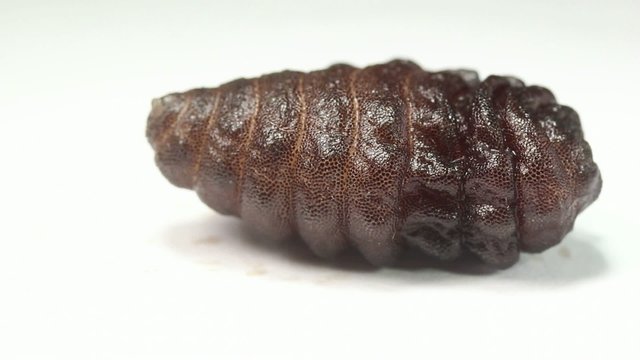 Larva of a rodent bot fly (Cuterebra sp.).