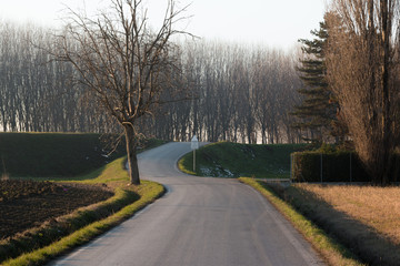Winding road through forest