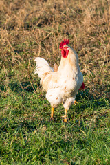 white rooster in grass in countryside