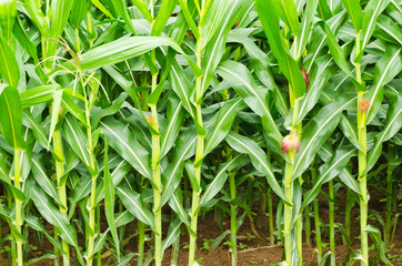 A green field of corn