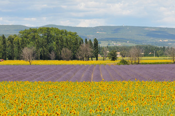 fleur de tournesol et champ de lavandes - Drôme