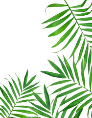 Green leavas of fern over white background