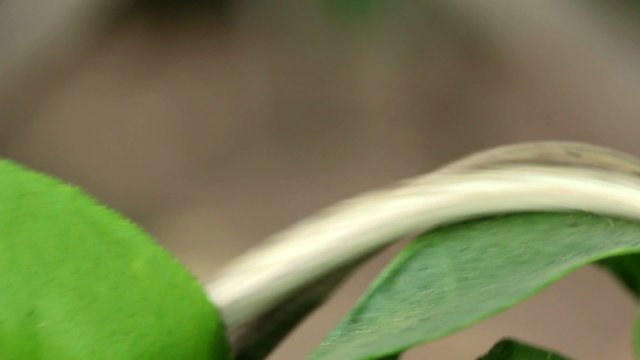 Brown Vine Snake (Oxybelis aeneus)