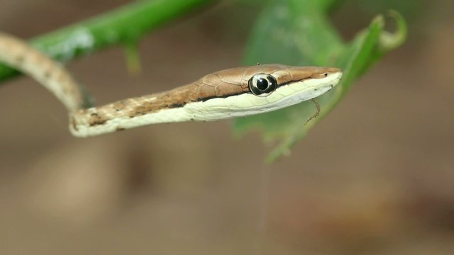 Brown Vine Snake (Oxybelis aeneus)