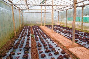 Green and red oak Vegetables Growing In The Farm