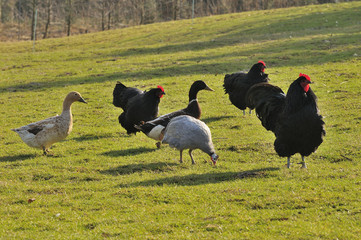 Bauernhof © Karin Jähne