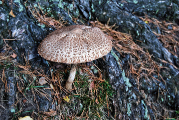 Gemeiner Riesenschirmling oder Parasol (Macrolepiota procera)