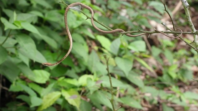 Brown Vine Snake (Oxybelis aeneus)