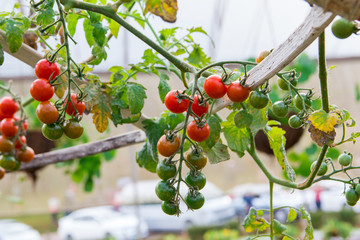 tomatoes growing in greenhouse