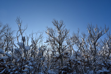 frondaison sous la neige et le ciel bleu