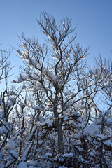 frondaison sous la neige et le ciel bleu